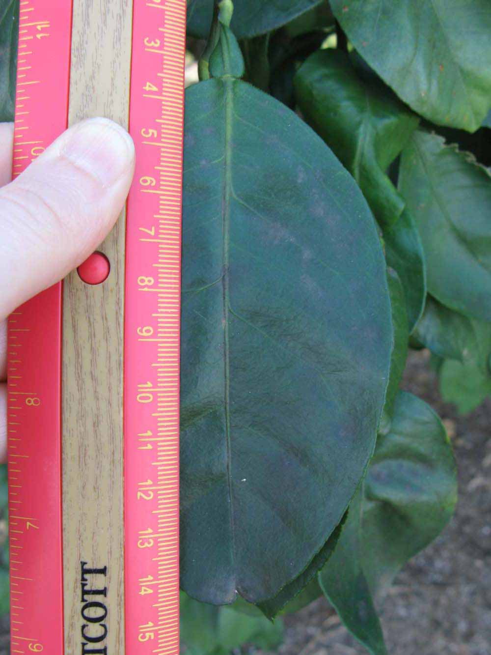                Unifoliolate leaf (Sha Tian You, Winter Haven, FL)       